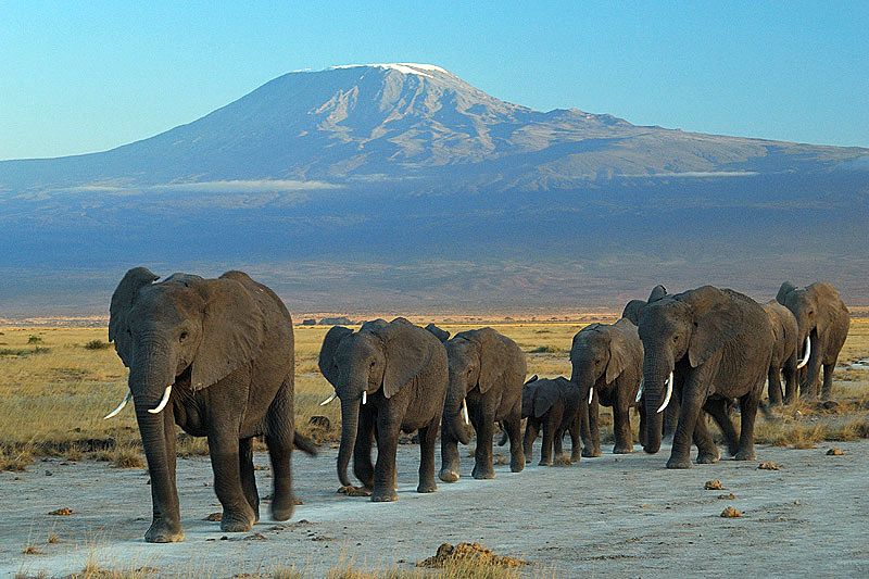 Elephants in Amboseli with Mount Kilimanjaro