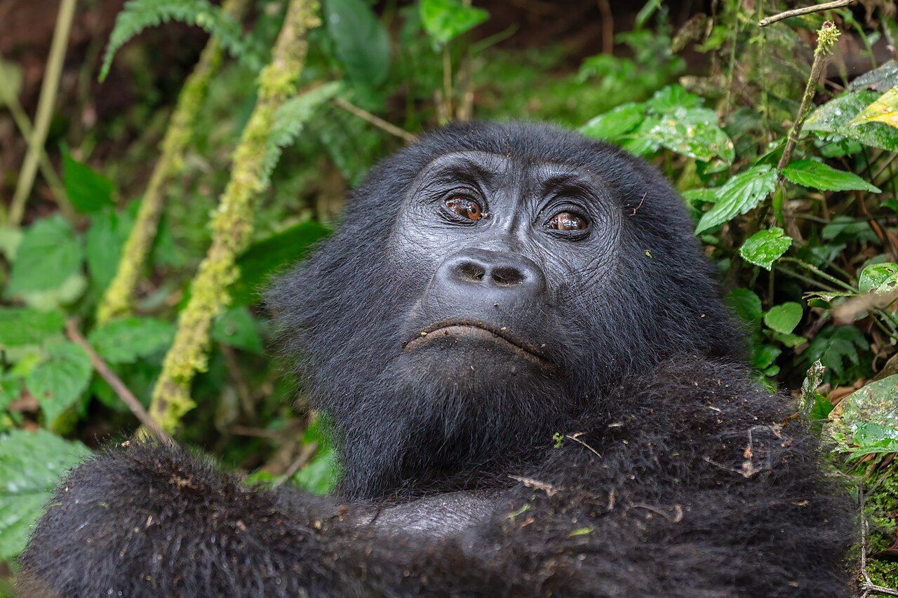 Mountain gorilla, Bwindi Impenetrable Forest