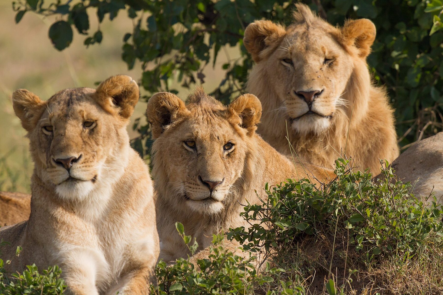Lion family in the Masai Mara