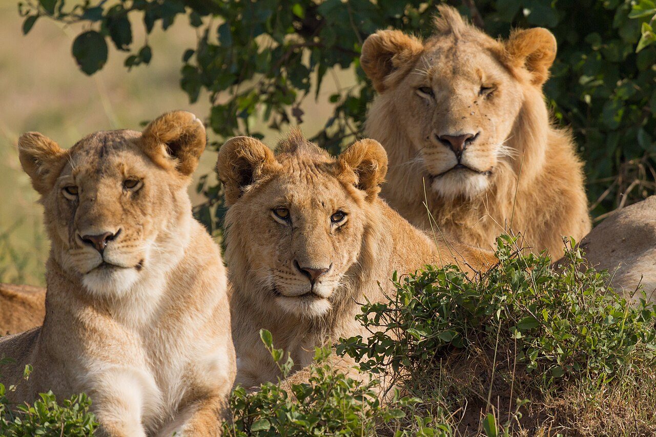 Lions in the Masai Mara