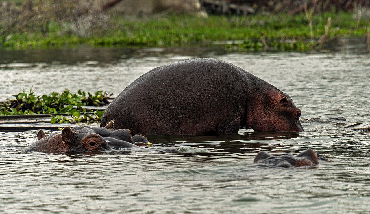 Hippos on Lake Naivasha