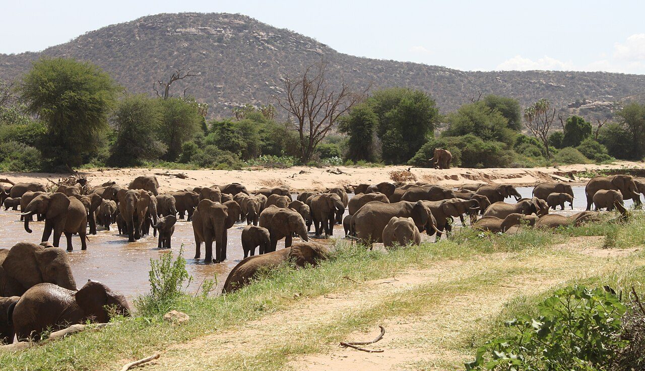 Elephants crossing the Ewaso Ng’iro, Samburu