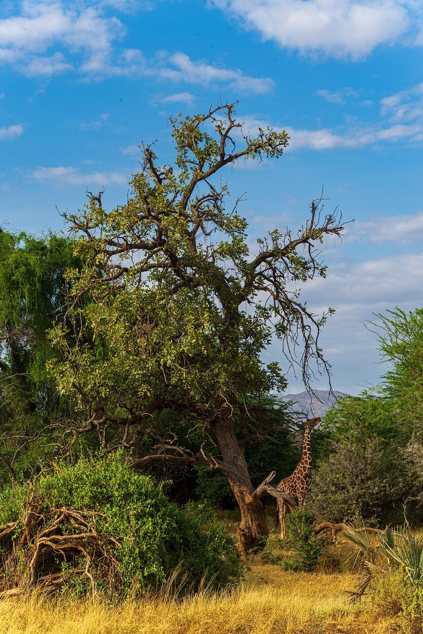 Reticulated giraffe, Samburu National Reserve