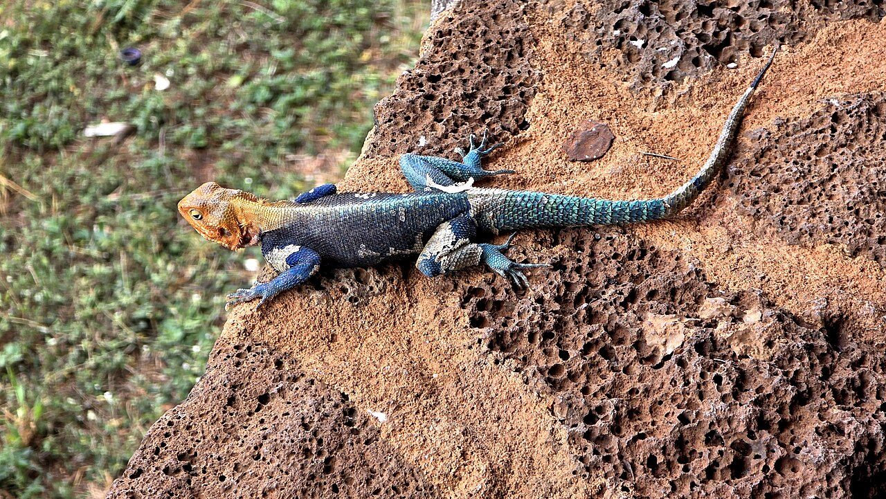 Tsavo West National Park