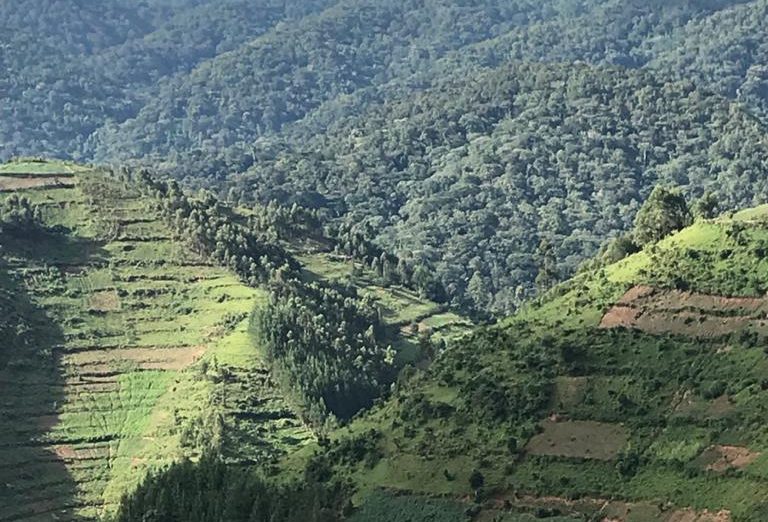 Farm terraces meeting Bwindi Impenetrable Forest