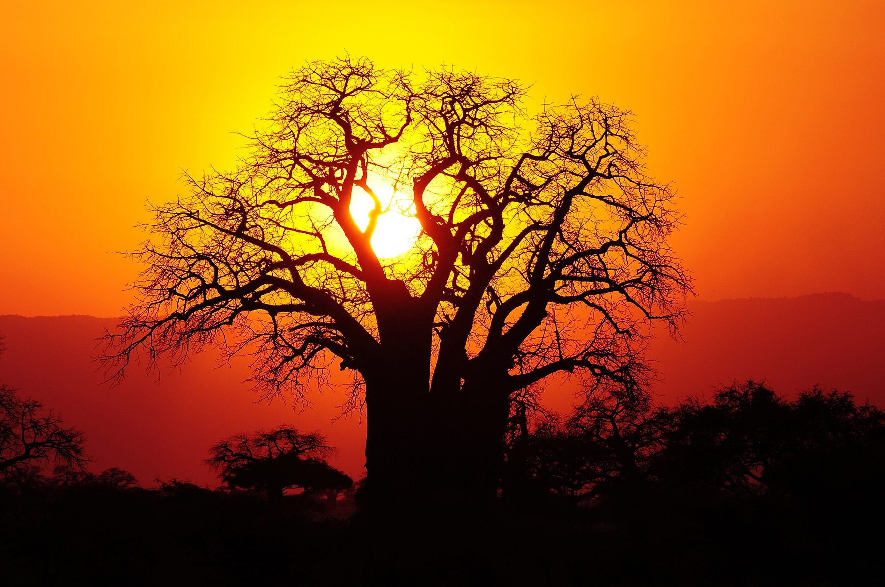 Baobabs at sunset in Tarangire