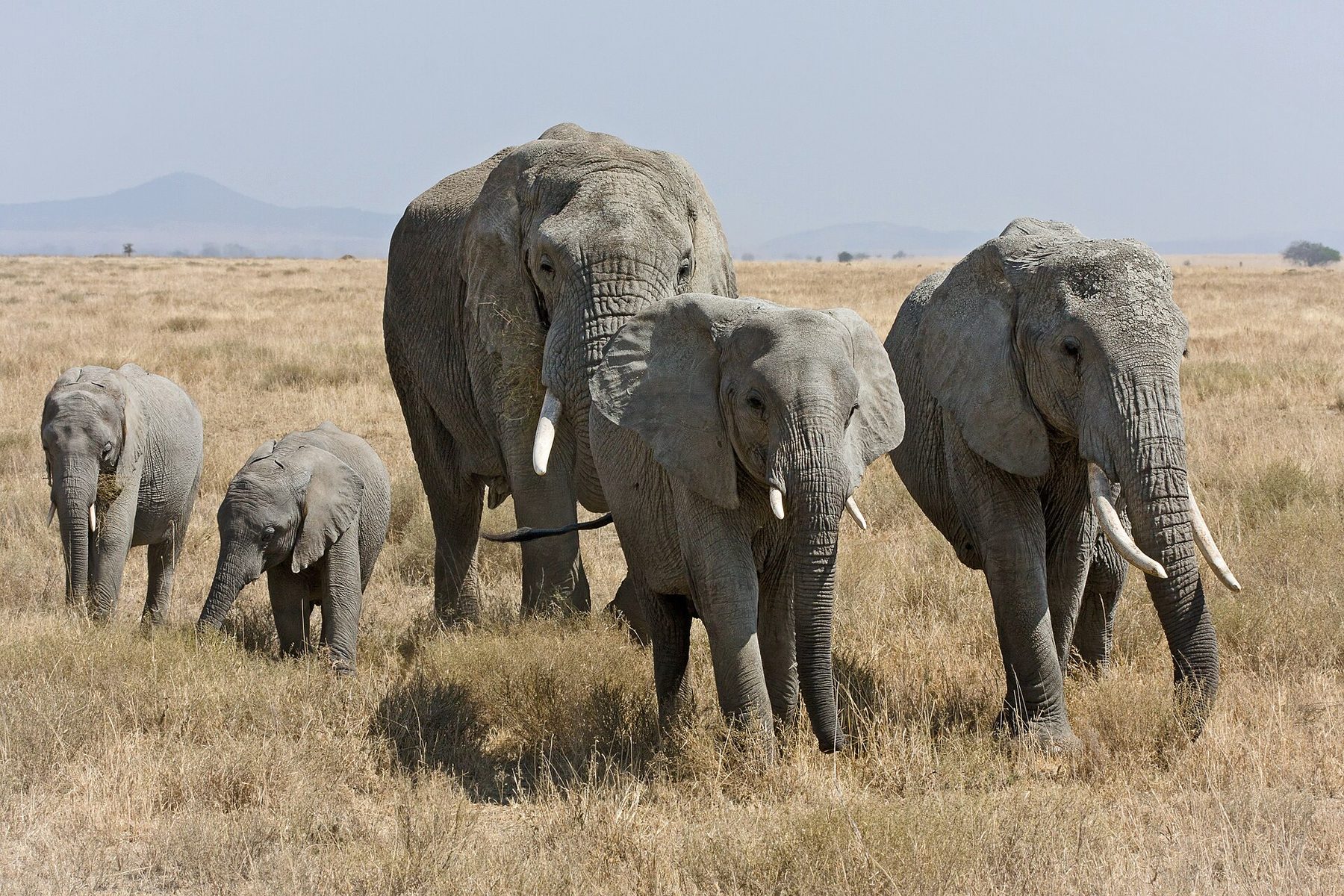 Elephant herd on the Serengeti