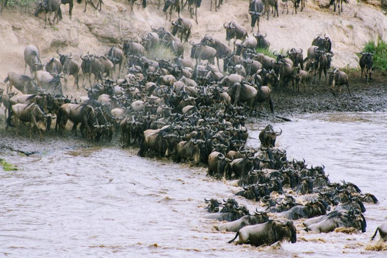 Wildebeest on the Serengeti plains
