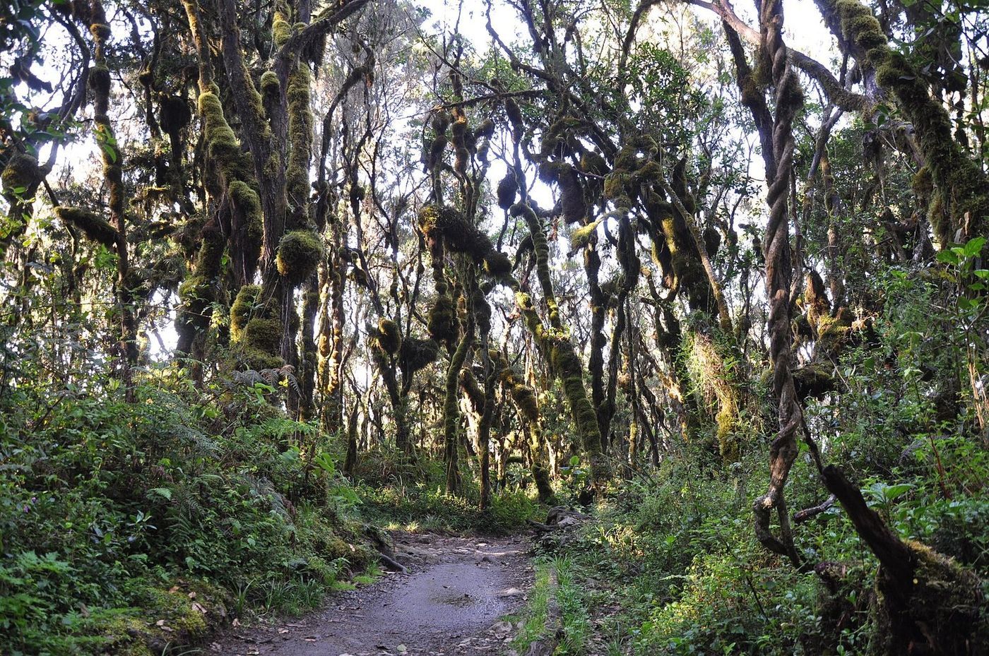 Machame Gate to Machame Camp