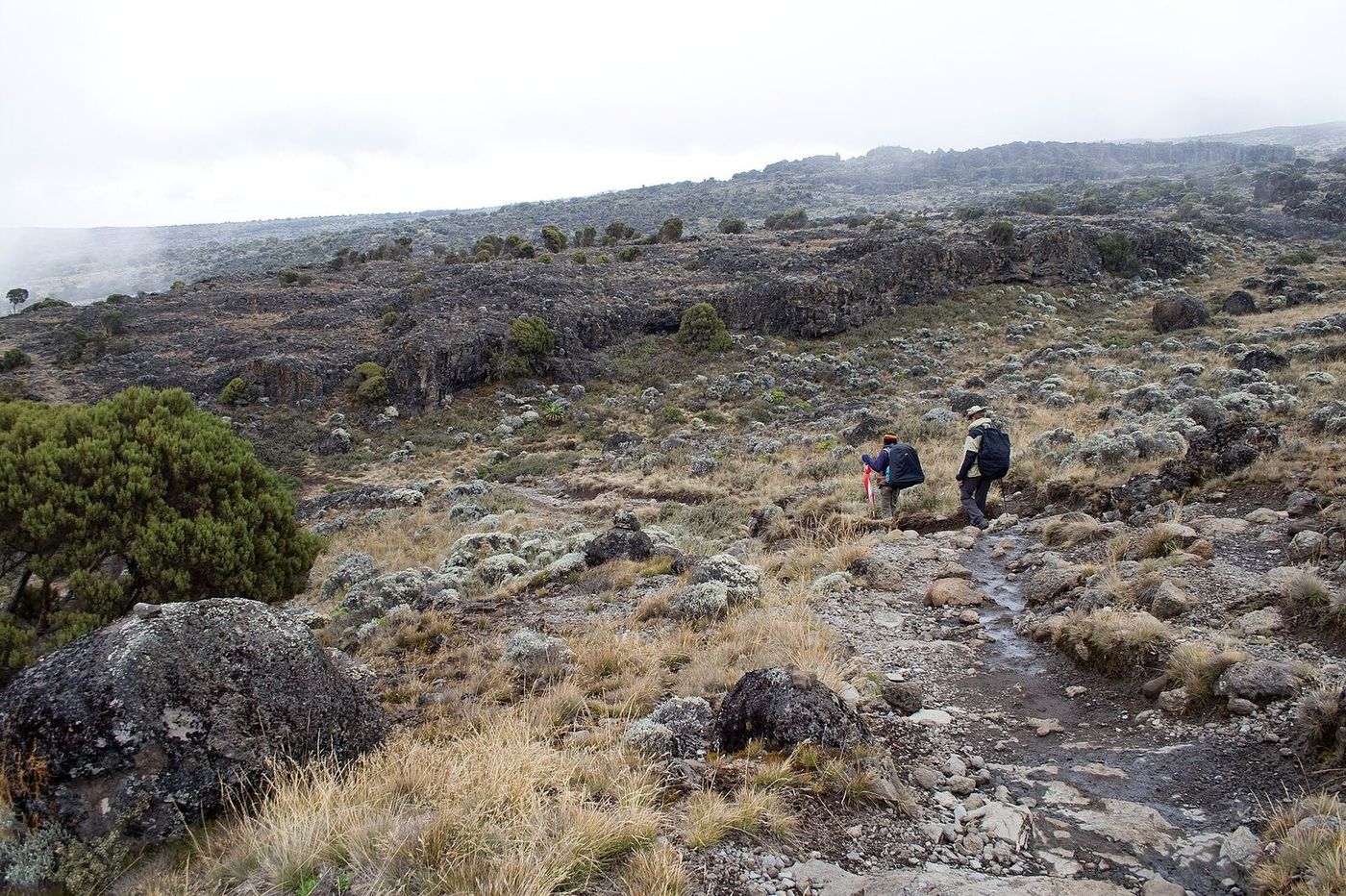 Machame Camp to Shira Camp