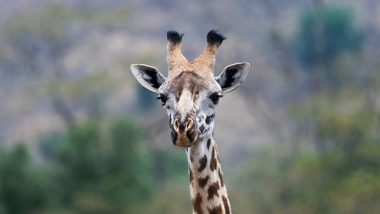Wildlife in Arusha National Park on the Meru trail
