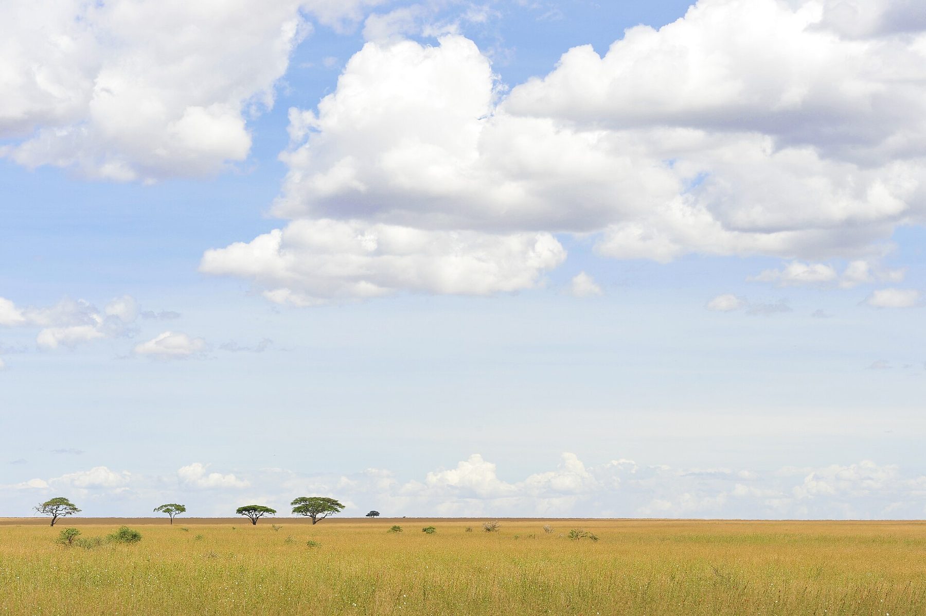 Serengeti