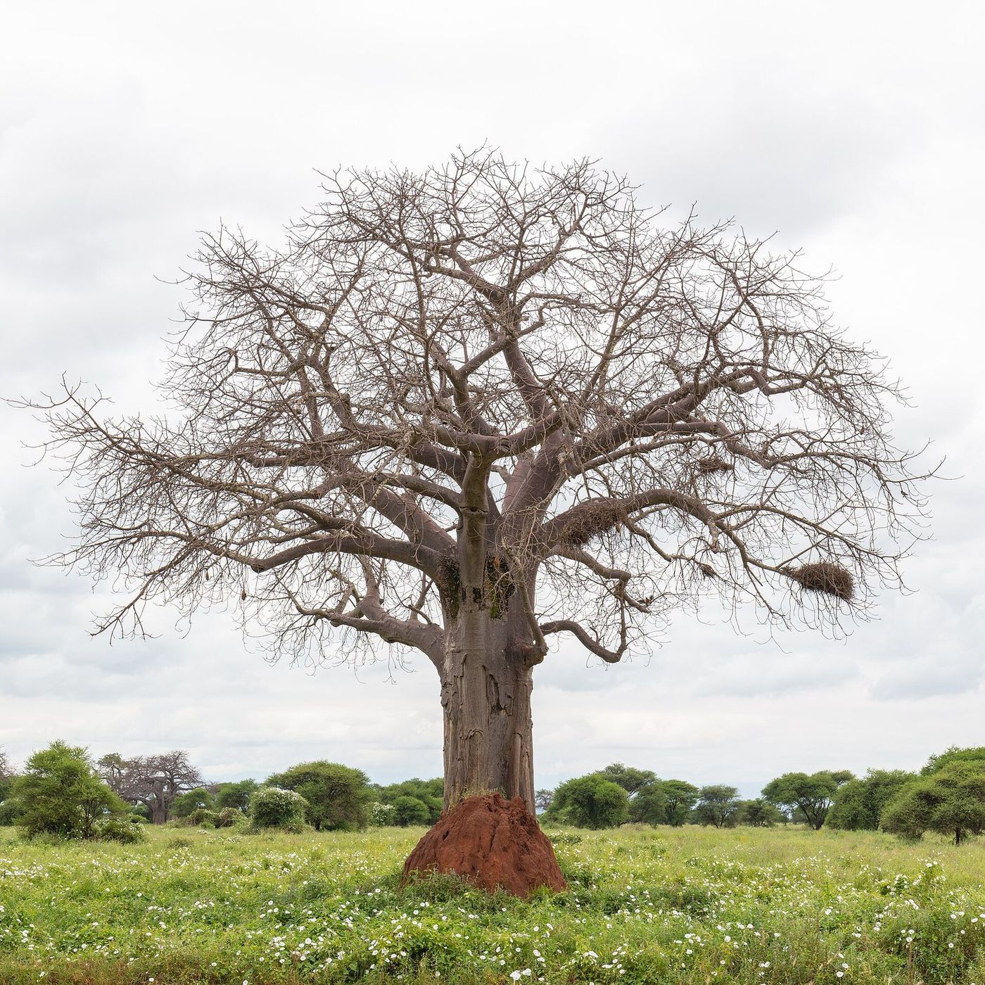 Baobab country in Tarangire