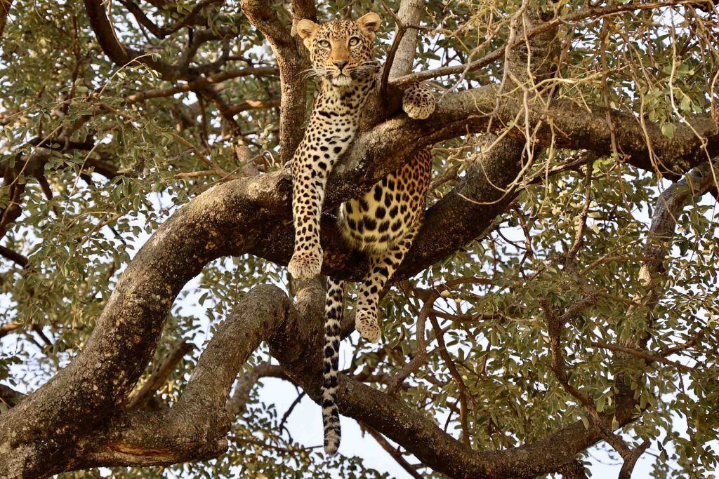 Tarangire
