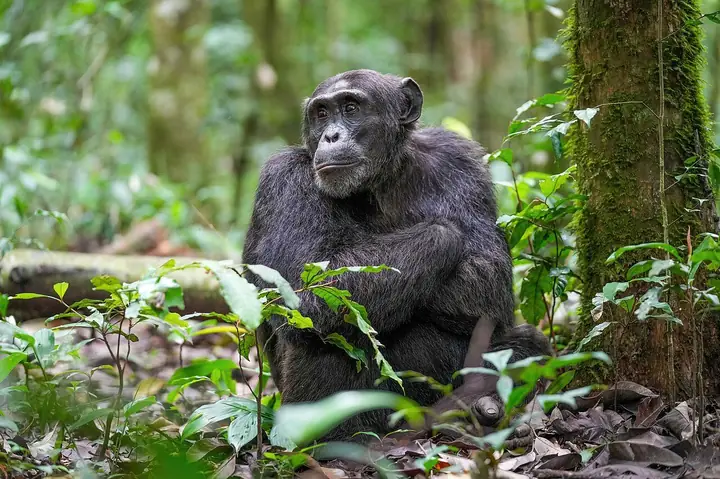 Uganda: Kibale, Queen Elizabeth, Bwindi