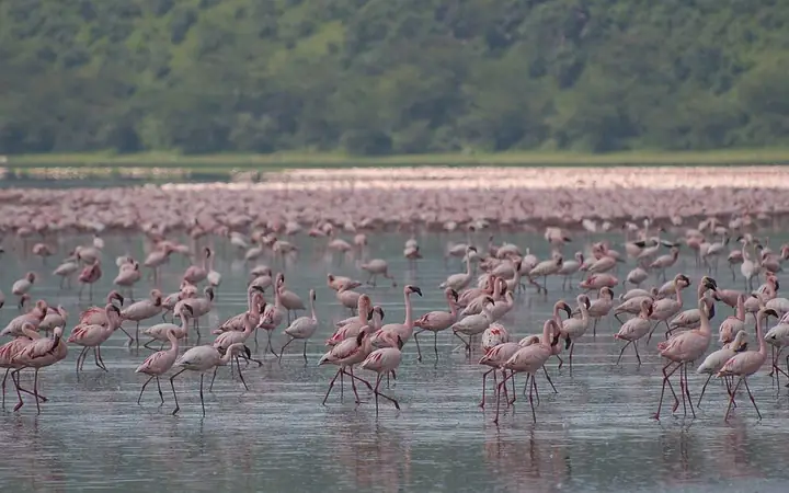 Lake Nakuru