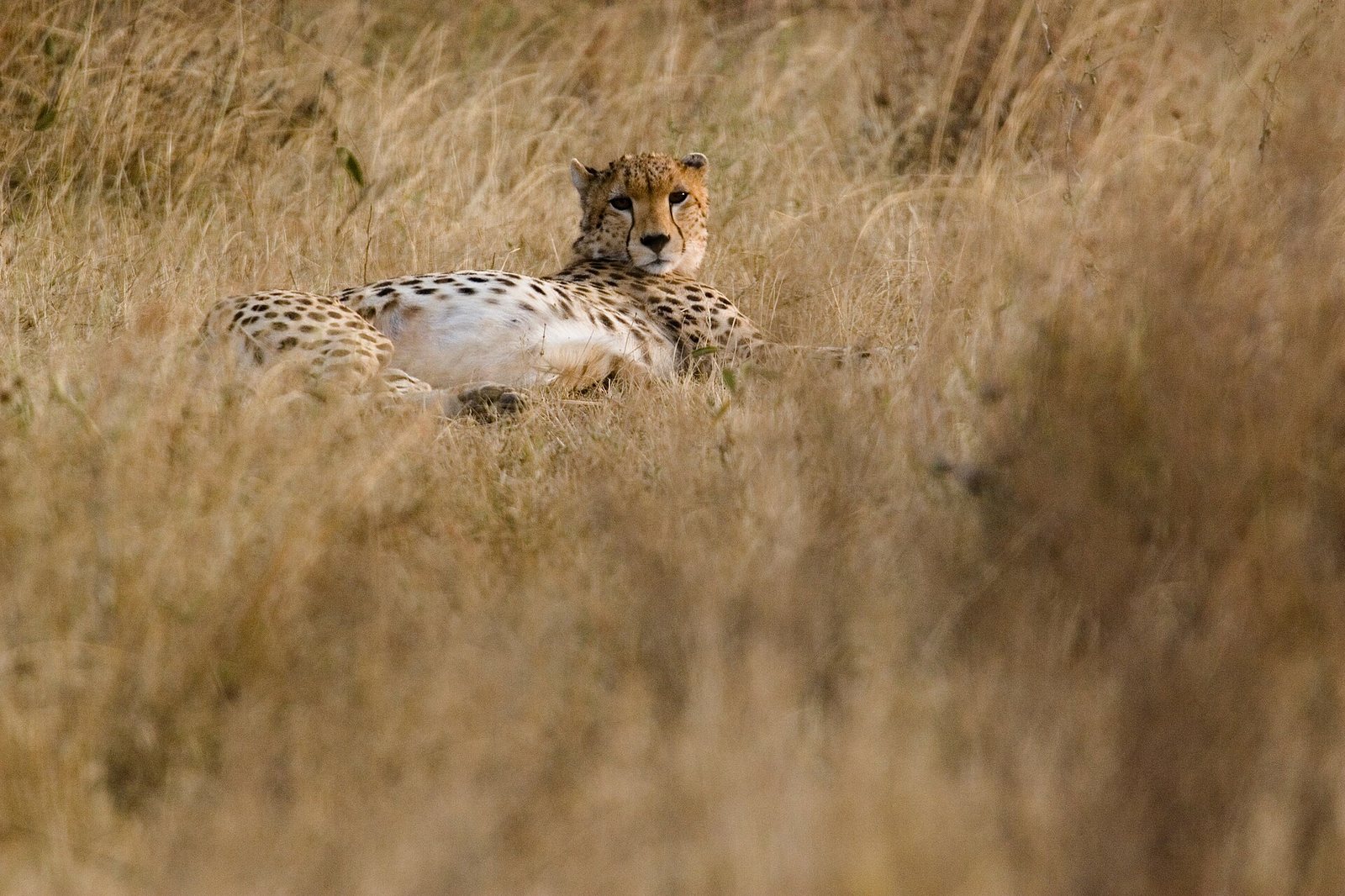 Cheetah on the Mara plains