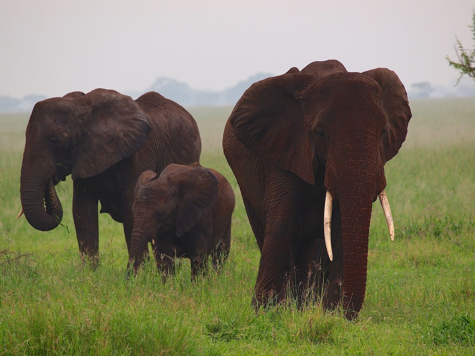 Tarangire elephants