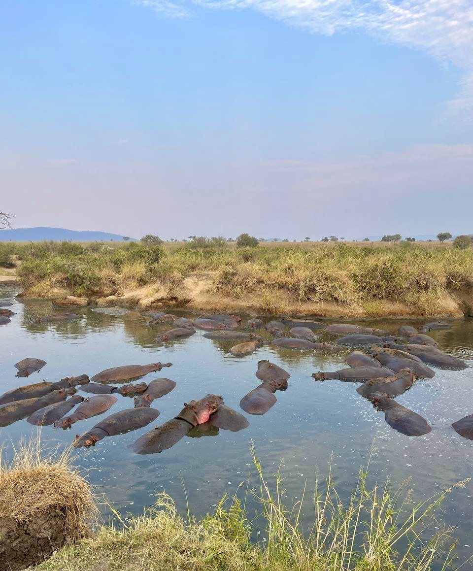 Hippo pool on the crater floor