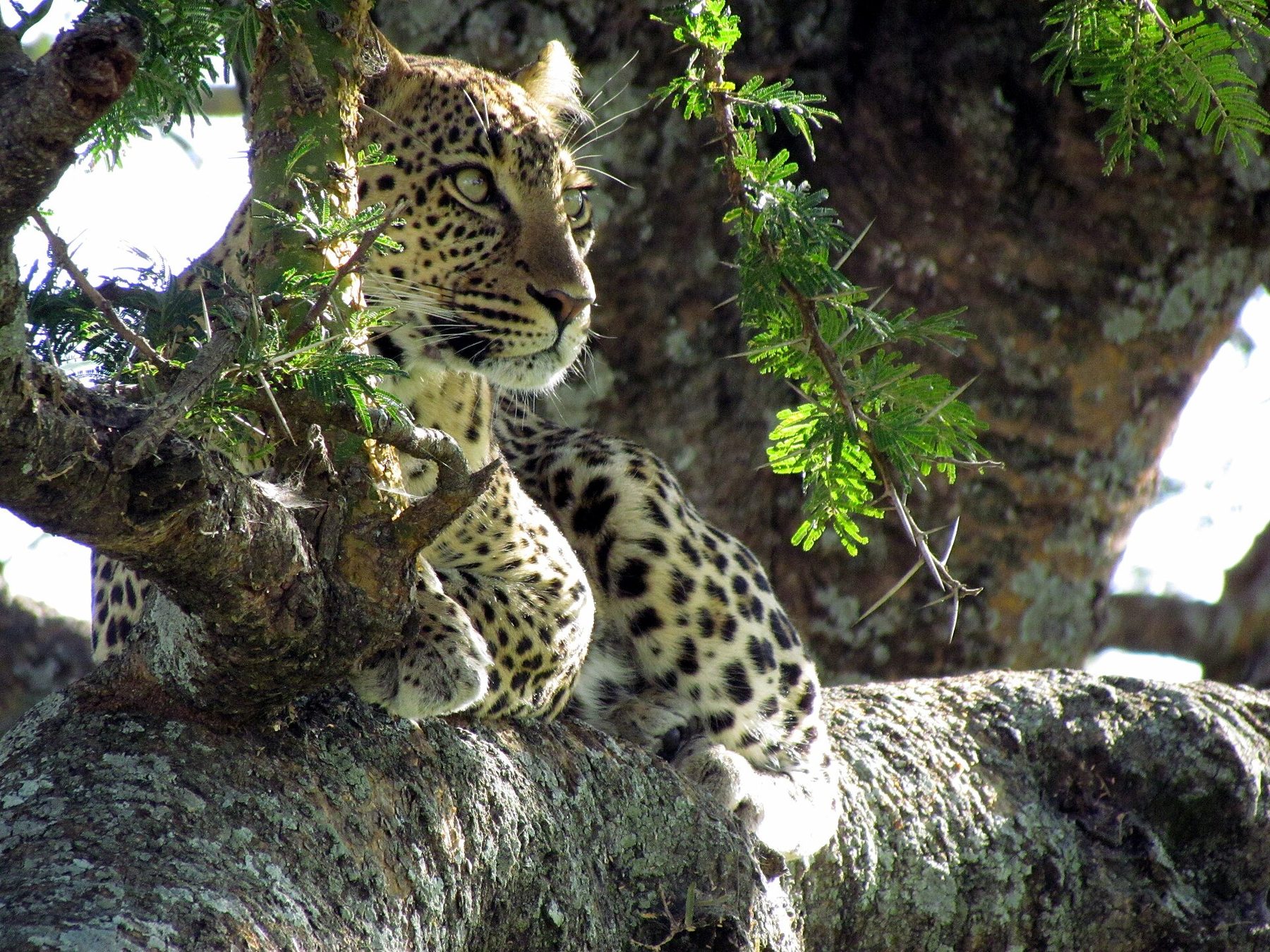 Leopard in a Serengeti tree