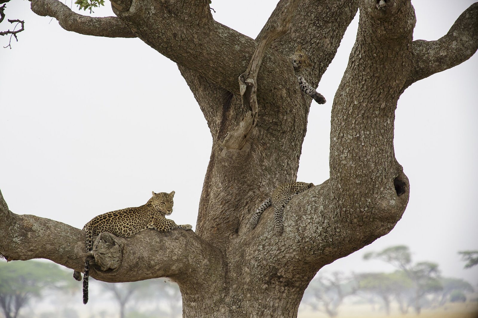 Leopard in the Serengeti at last light