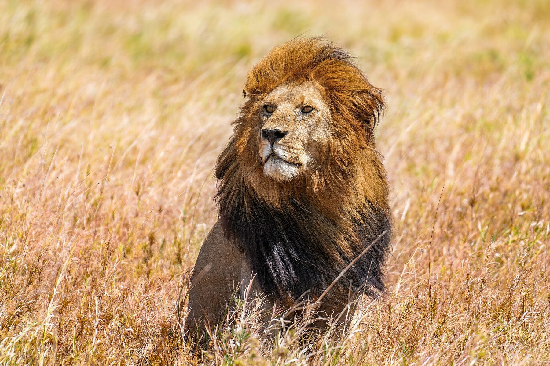 Male lion in Serengeti National Park