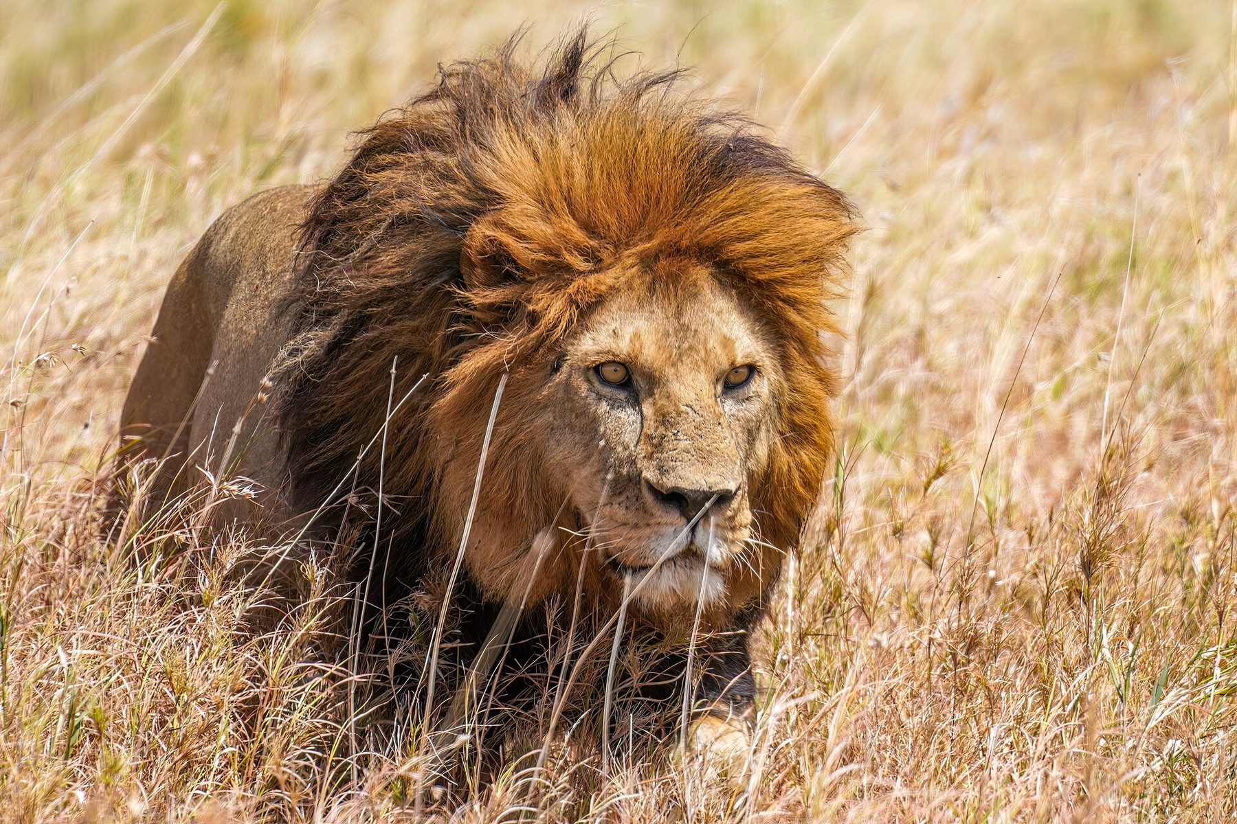 Serengeti lion