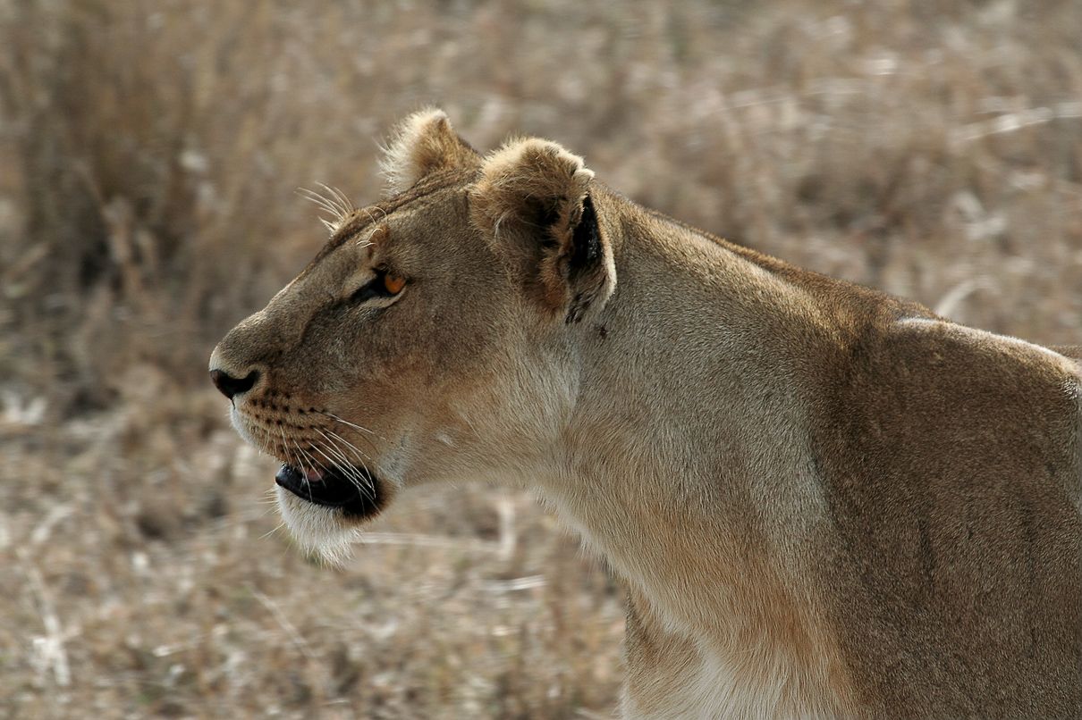 Lion in the Serengeti