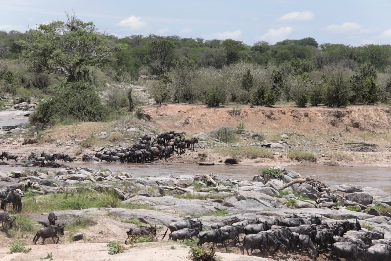 Wildebeest herds on open grassland