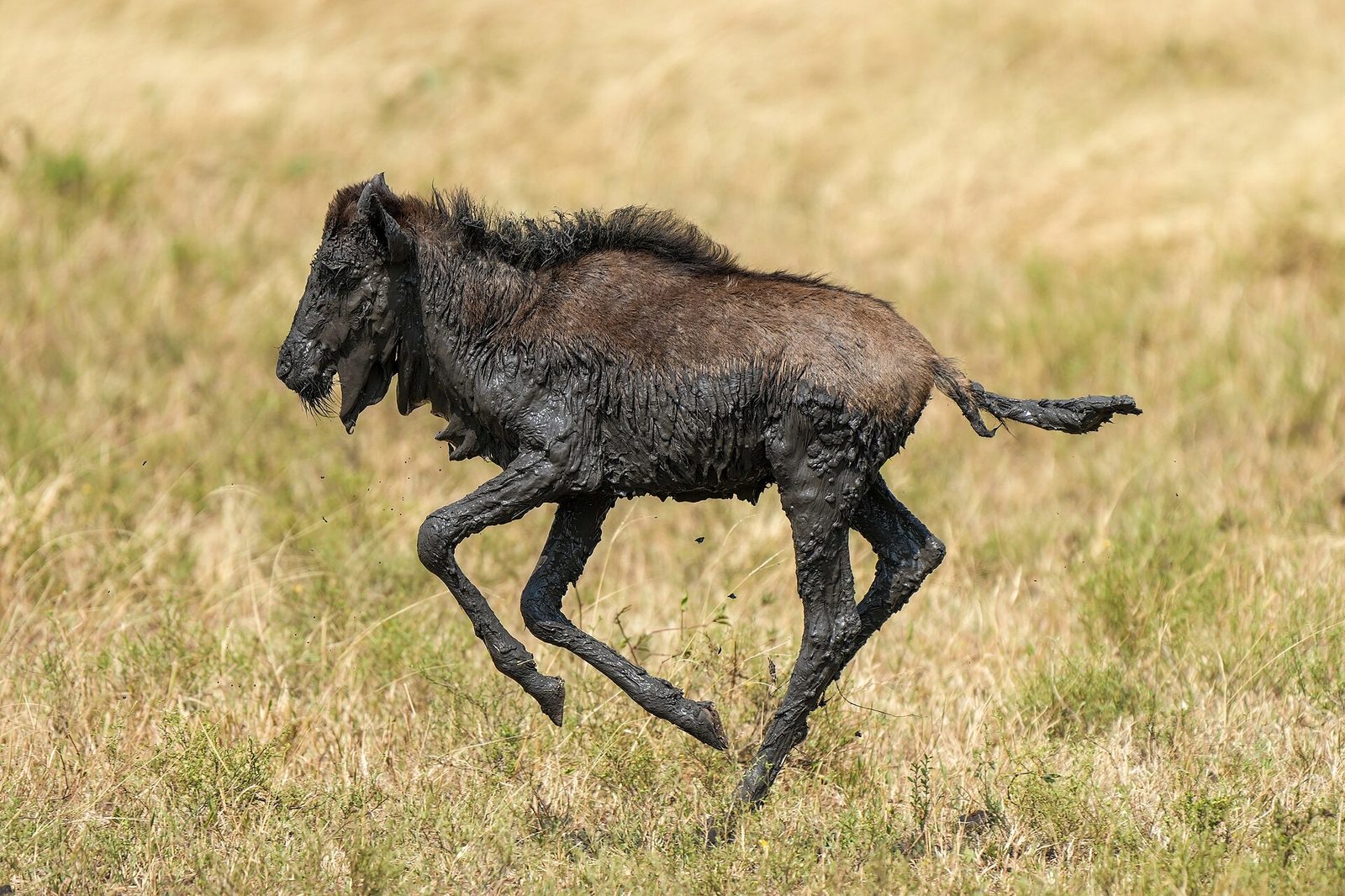 Karatu to Ndutu