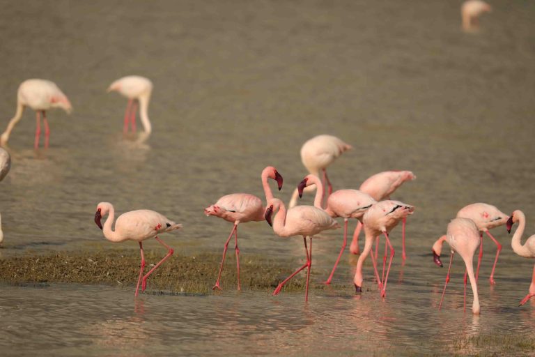 Lake arusha