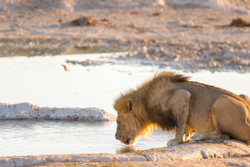 Okavango Delta