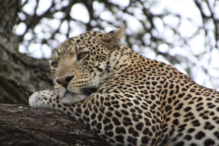 Serengeti the home of Big Cats