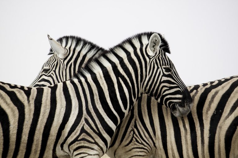 zebra-3834241_1280