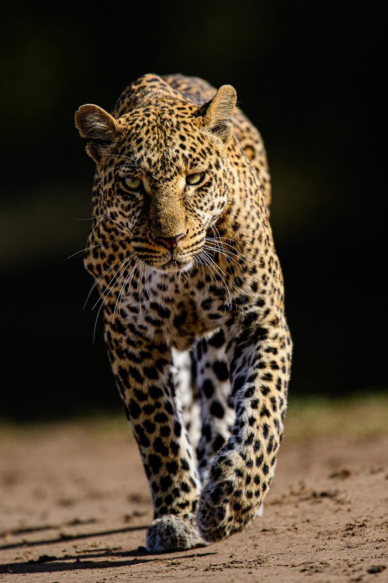 leopard-5873638_1280