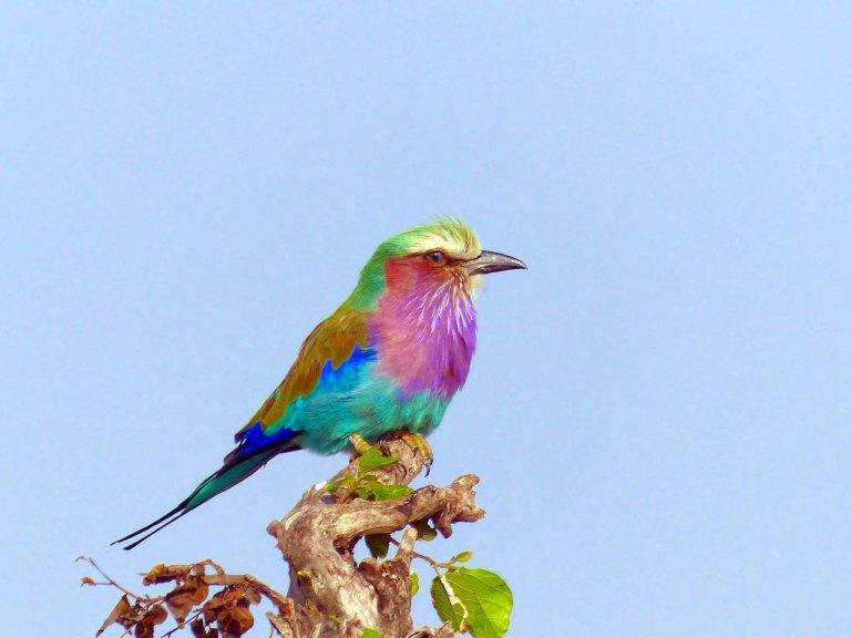 lilac-breasted-roller-818022_1280