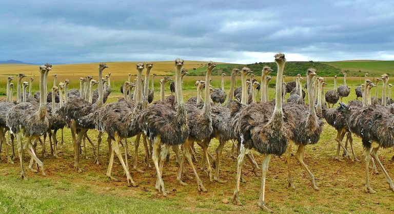 ostriches-838976_1280