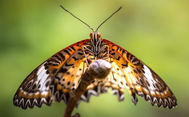 leopard-lacewing-8550570_1280