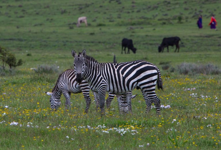 zebra-2735626_1280