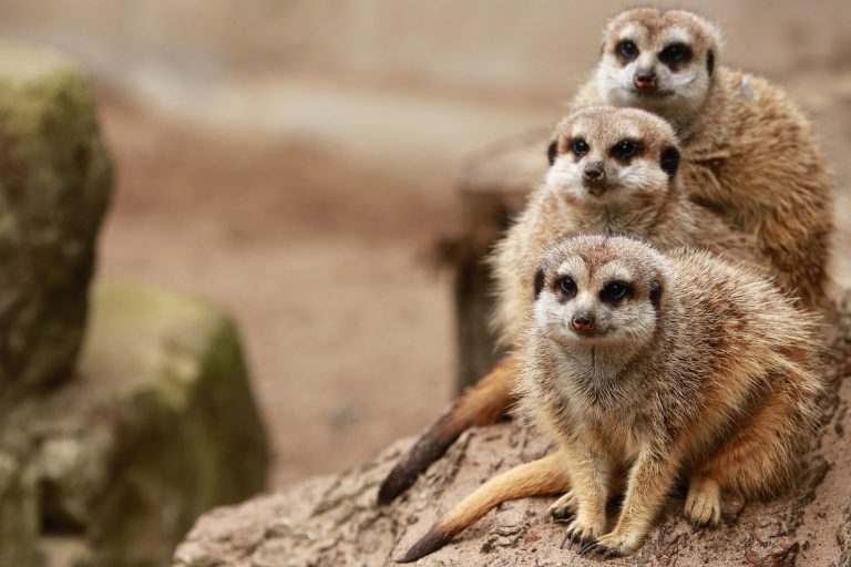 meerkats-5756042_1280