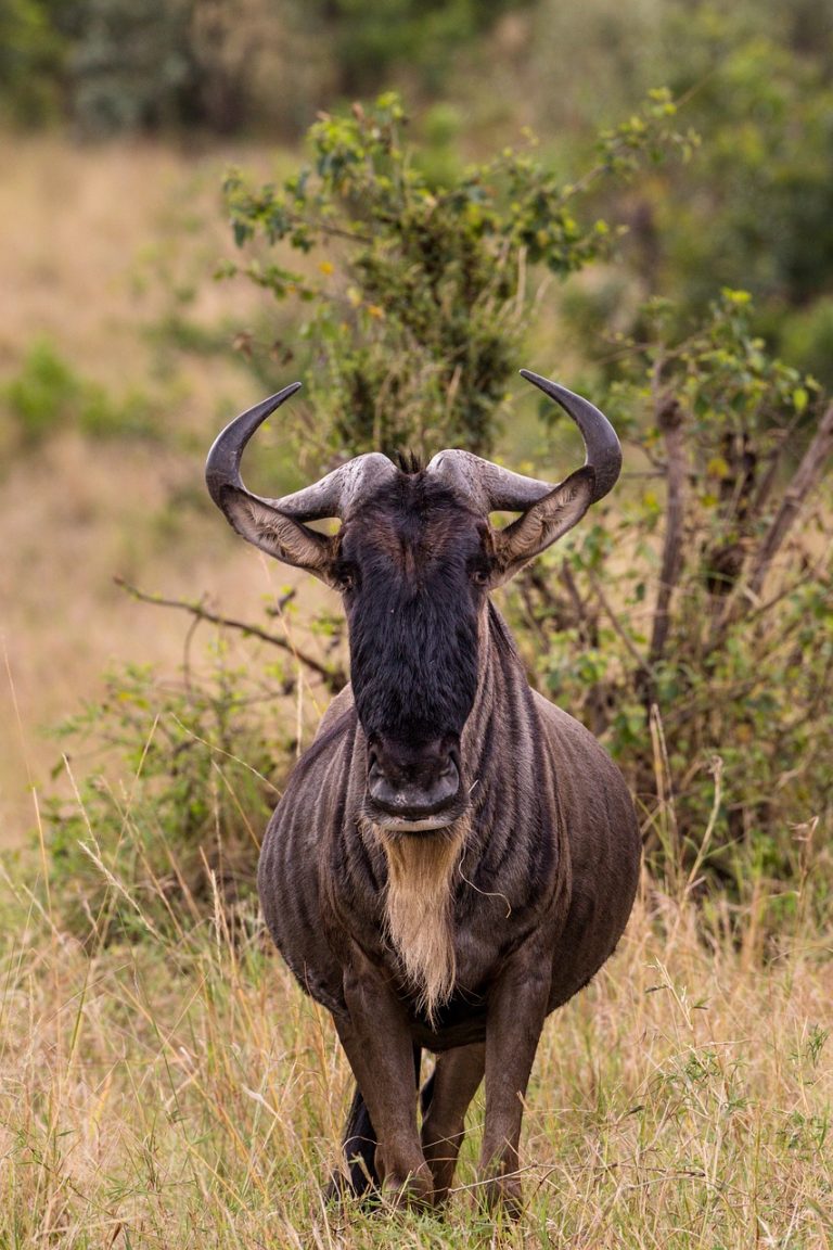 wildebeest-5797036_1280