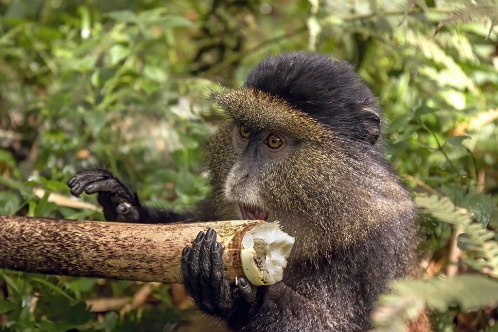 5-Day Uganda: Bwindi Gorillas and Mgahinga Golden Monkeys