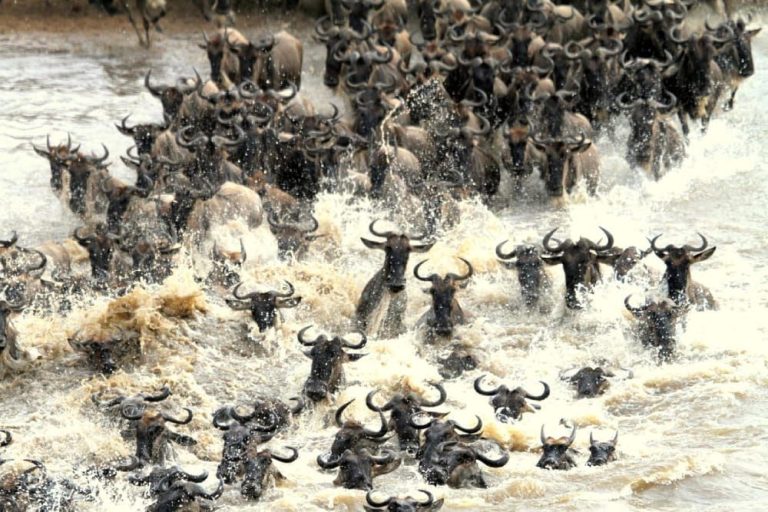 10-Day Tanzania and Kenya Safari