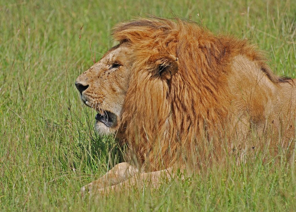 3-Day Kenya Safari: Masai Mara Fly-in
