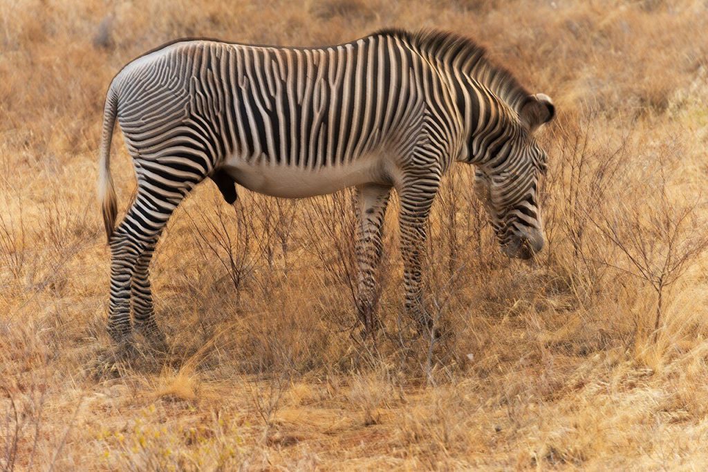 8-Day Kenya Safari: Samburu, Nakuru, Naivasha, and Masai Mara