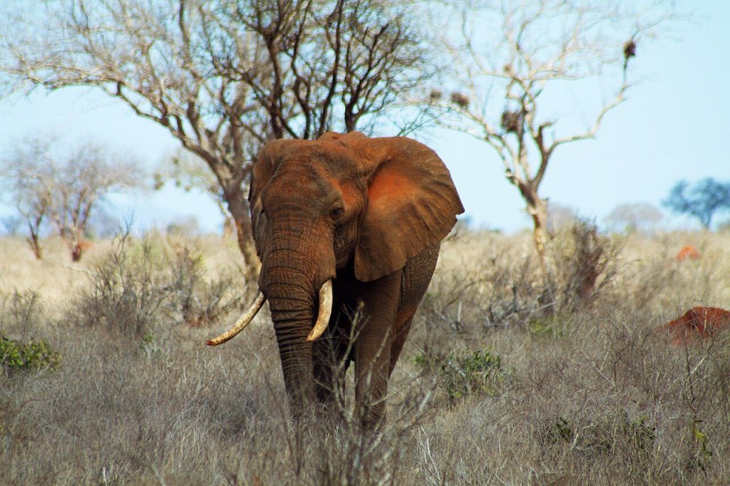 7-Day Kenya Safari: Tsavo West, Amboseli, and Masai Mara