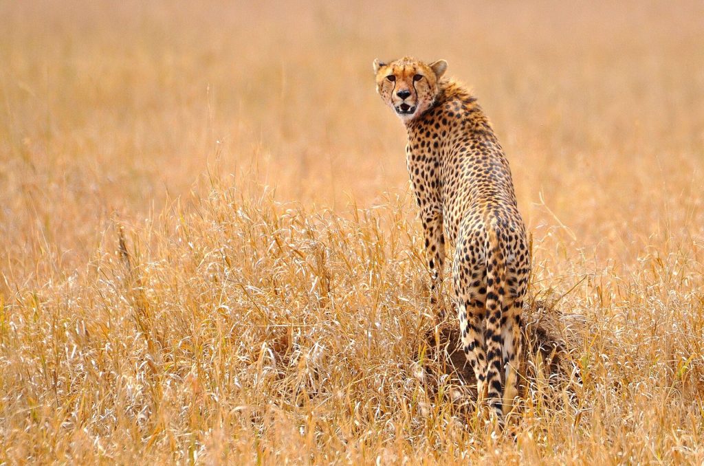 5-Day Tanzania Safari: Tarangire, Serengeti, and Ngorongoro