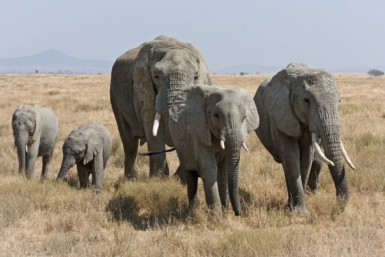 6-Day Tanzania Safari: Tarangire, Serengeti, Ngorongoro, and Manyara
