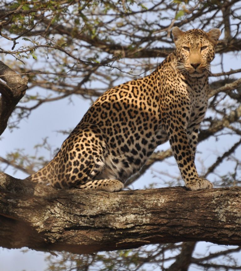 4-Day Tanzania Safari: Tarangire, Serengeti, and Ngorongoro