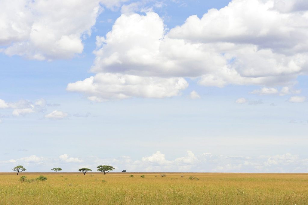 6-Day Camping Safari: Northern Circuit